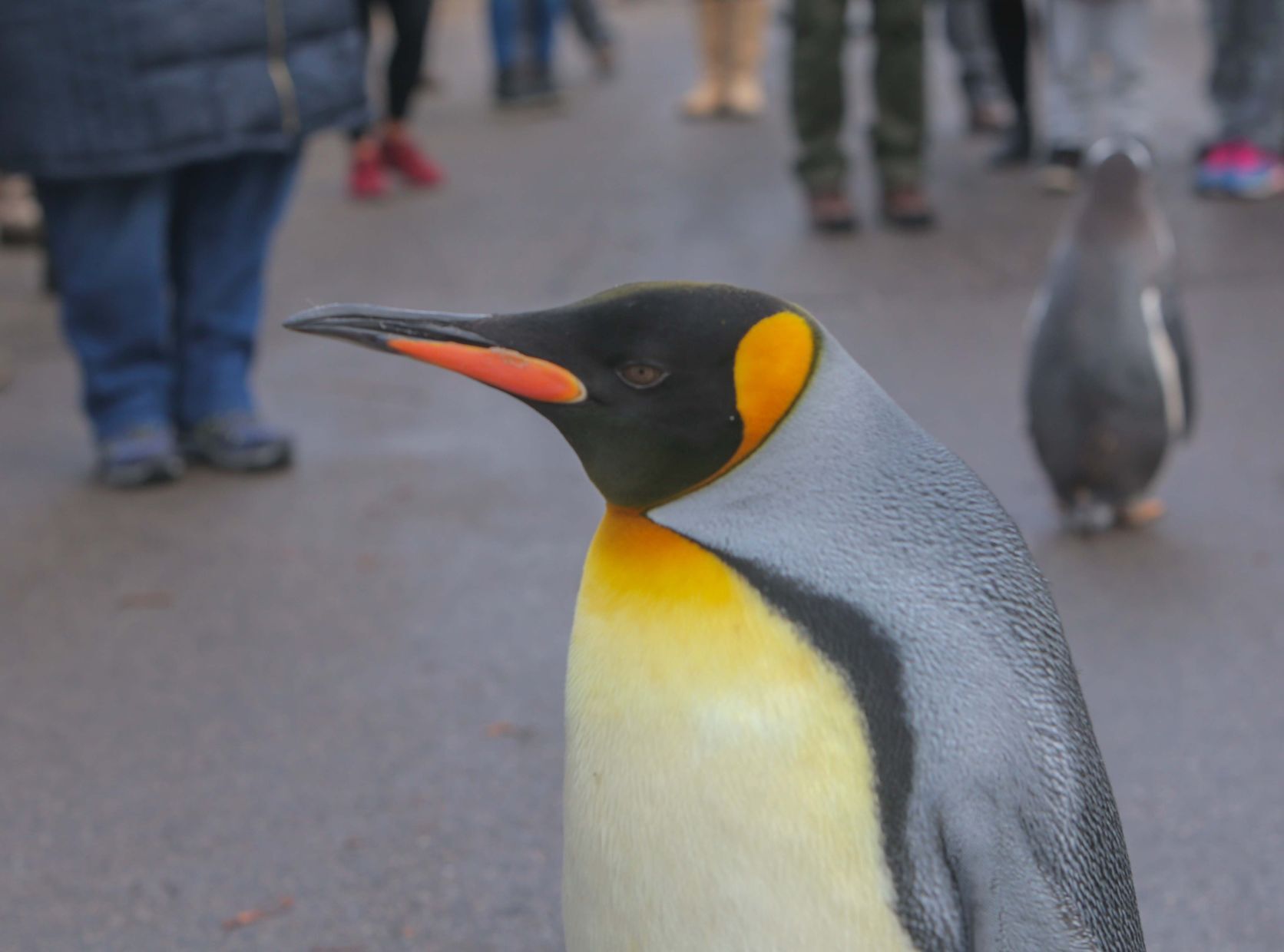 Penguins at St. Louis Zoo